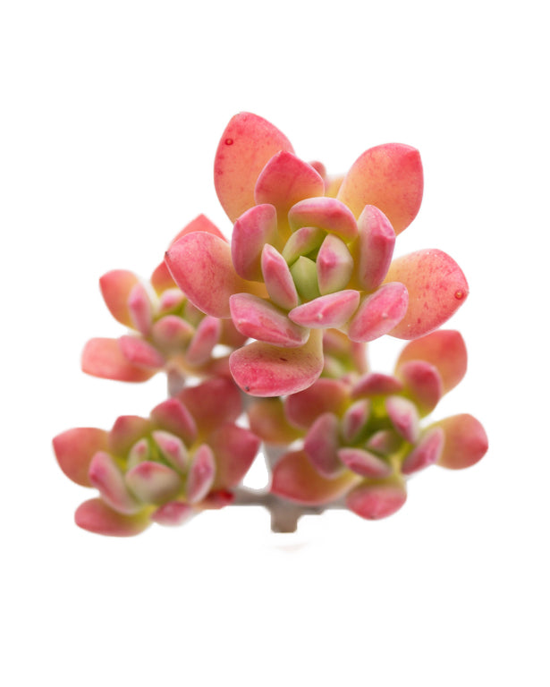 Echeveria Minibell