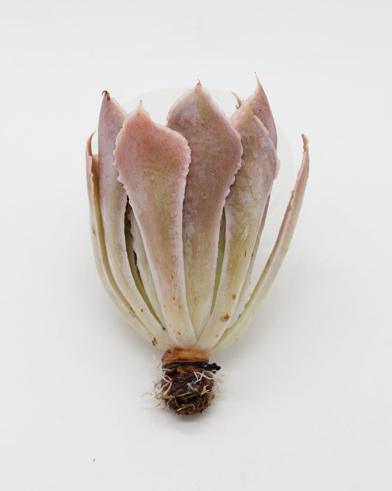 
                
                    Load image into Gallery viewer, Echeveria Miss Persia
                
            