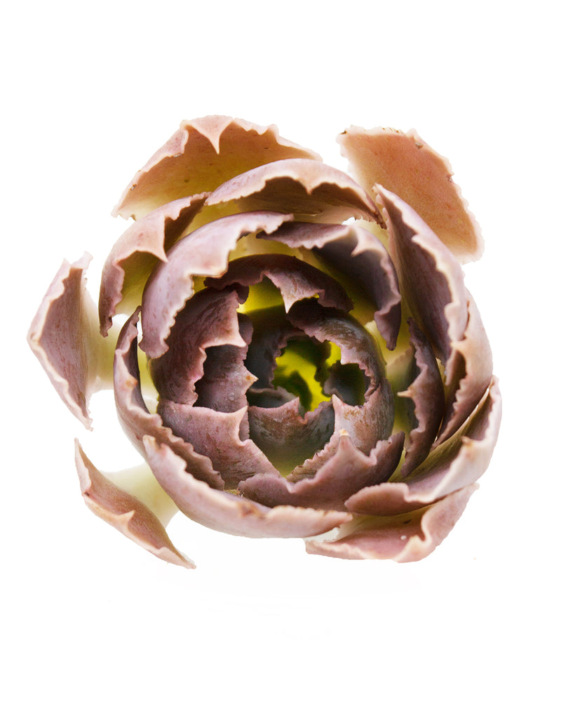 Echeveria Miss Persia