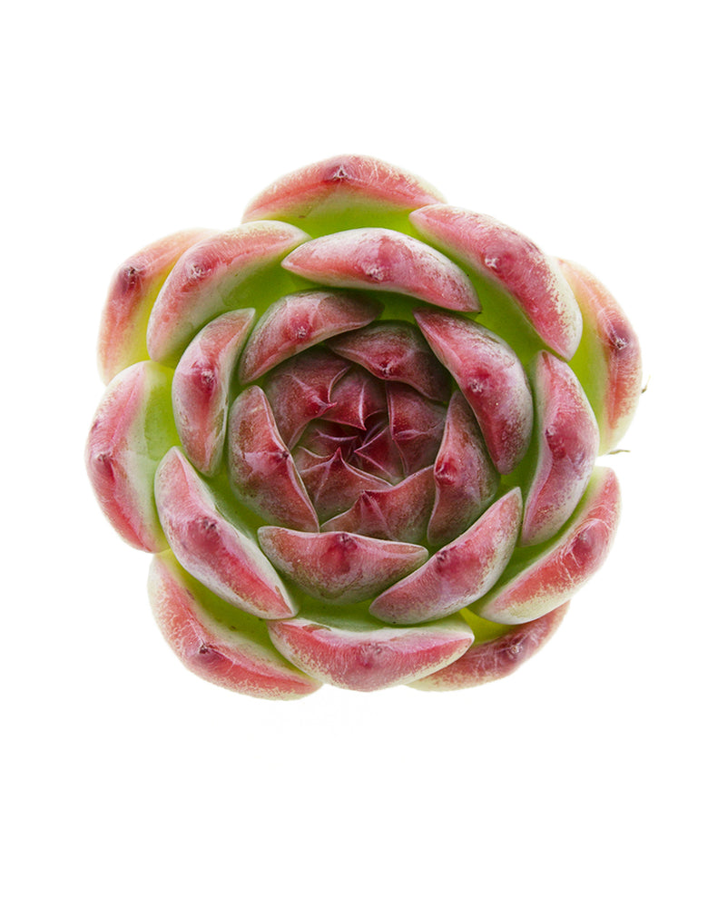 Echeveria Momotarou