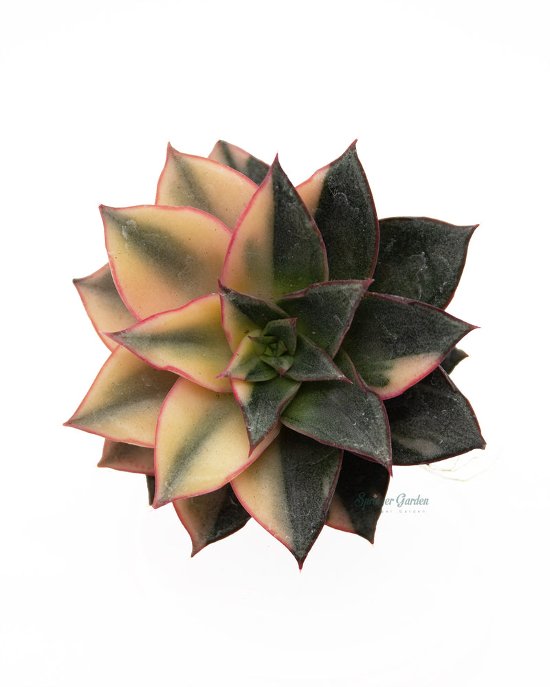 Echeveria Monocerotis var.