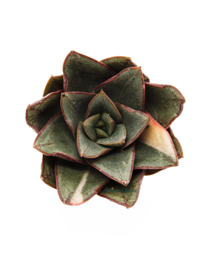 Echeveria Monocerotis var.