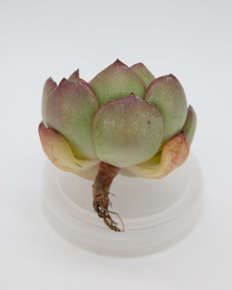 Echeveria Mont Blanc