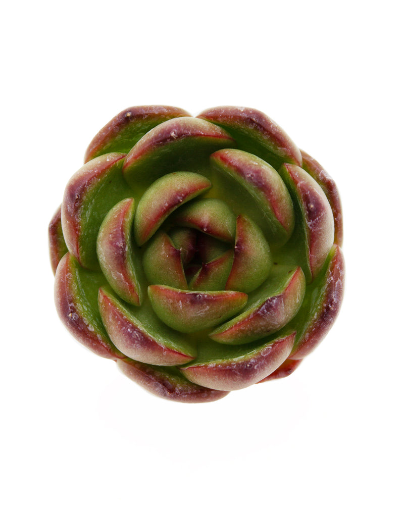 Echeveria Mont Blanc