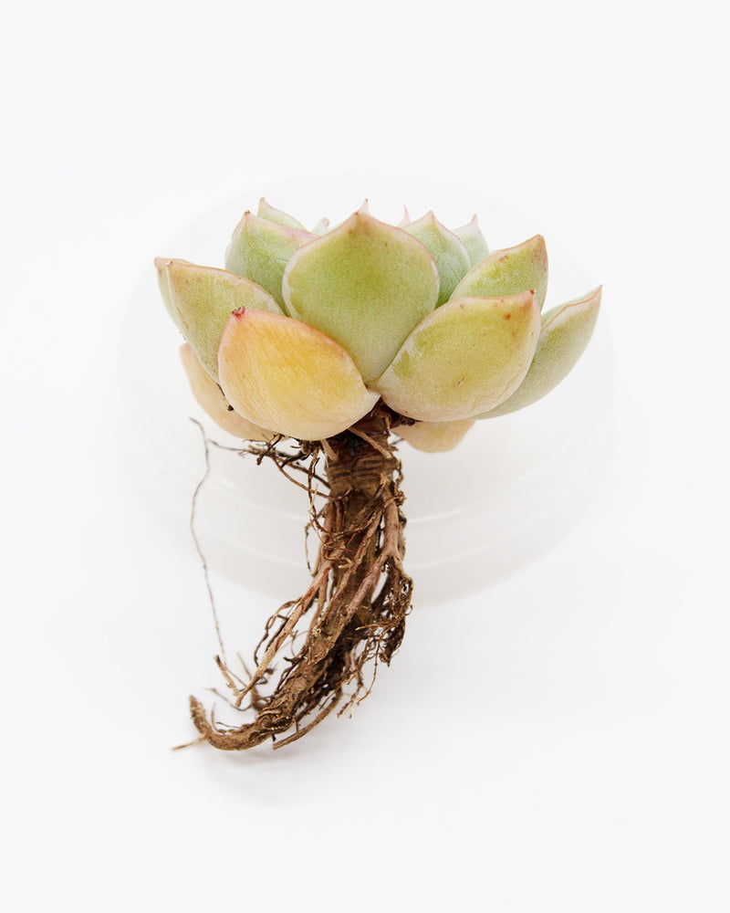 
                
                    Load image into Gallery viewer, Echeveria Moon Fairy
                
            