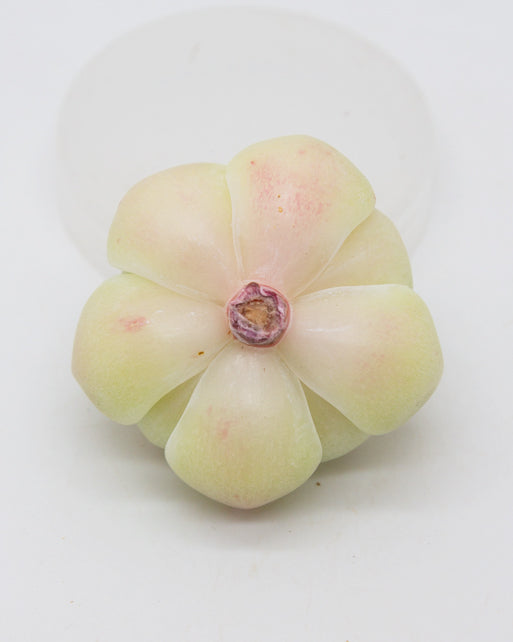 
                
                    Load image into Gallery viewer, Echeveria Moonlight
                
            