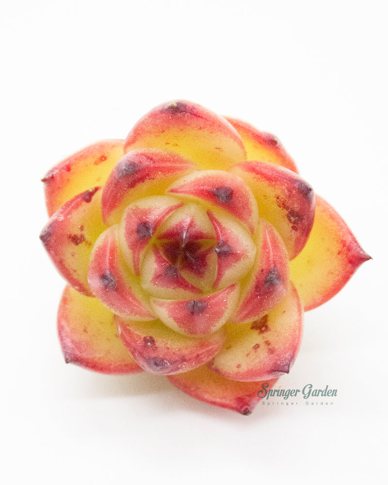 Echeveria Moonstone