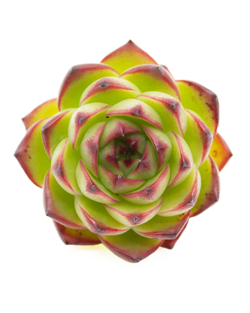 
                
                    Load image into Gallery viewer, Echeveria Moonstone
                
            