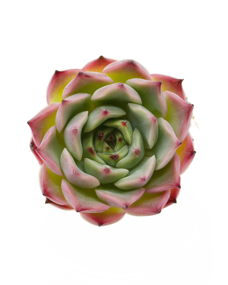 Echeveria Moricone