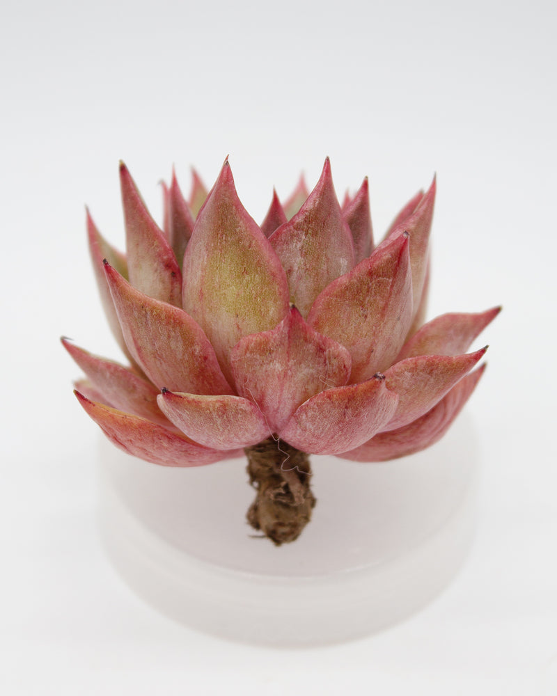 
                
                    Load image into Gallery viewer, Echeveria Morning
                
            