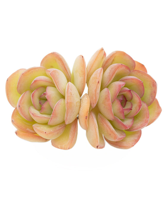 Echeveria Morning Dew