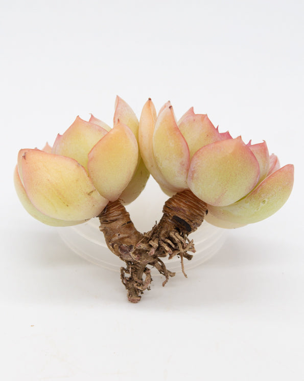 Echeveria Morning Dew