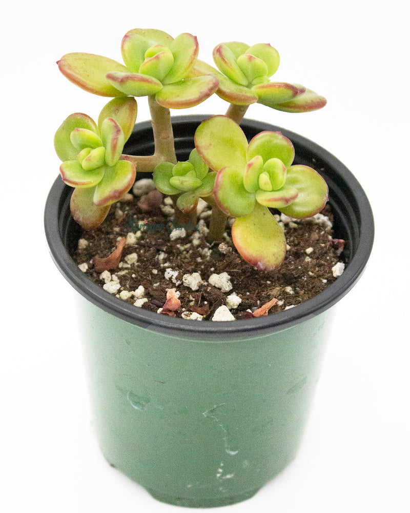 Echeveria Multicalulis 'Ginmei Tennyo'