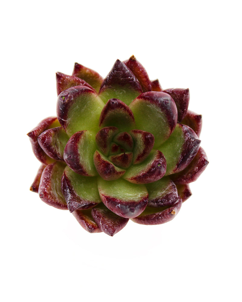 Echeveria Music Farm