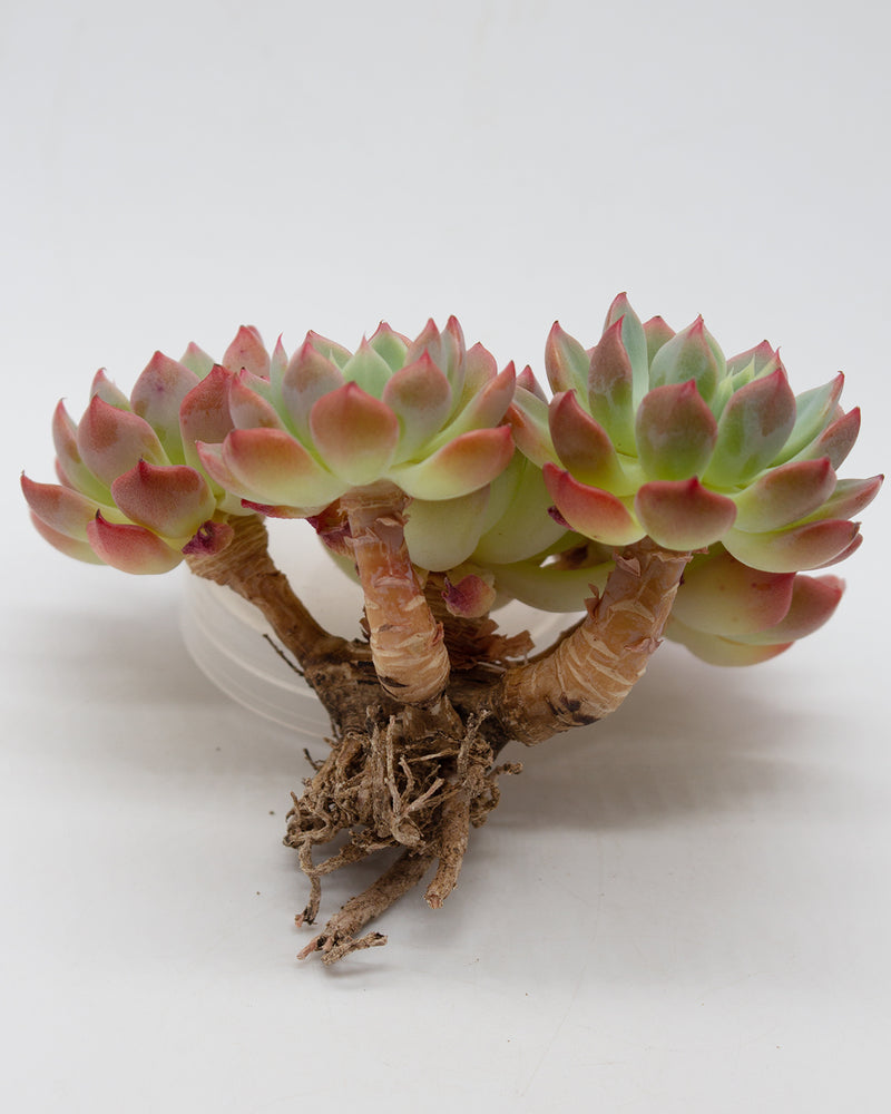 Echeveria Nanahukumini