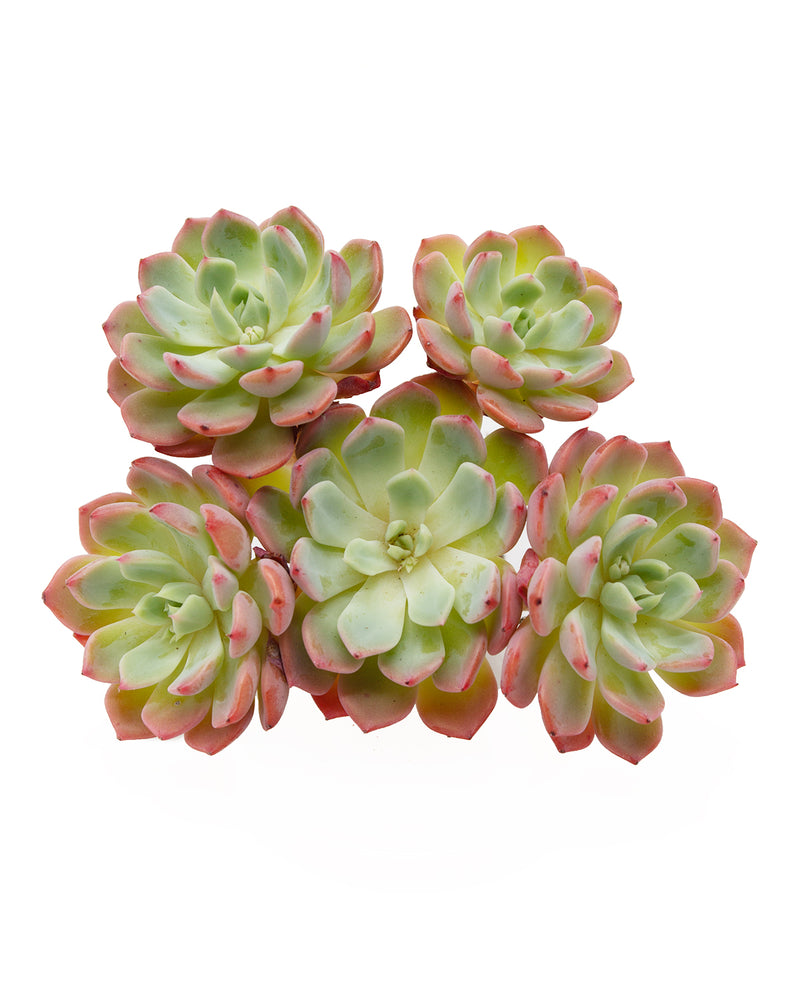 Echeveria Nanahukumini