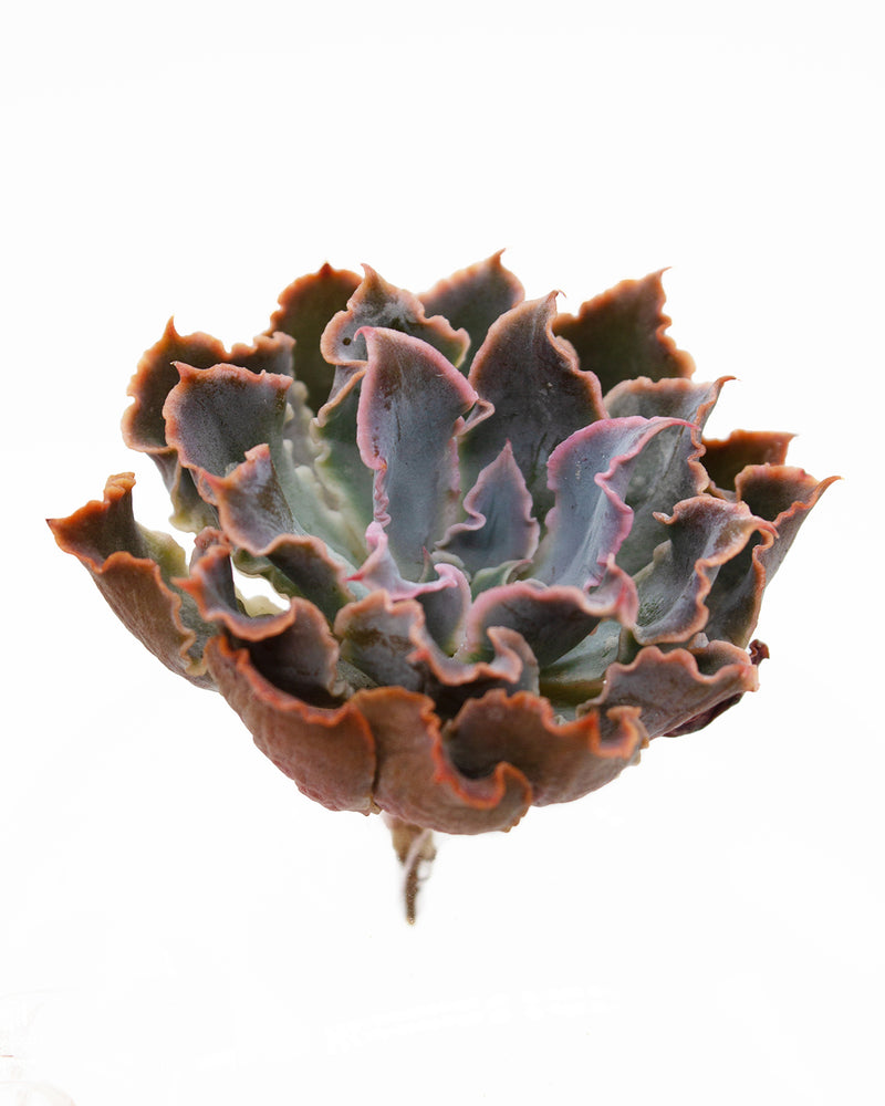 Echeveria Neon Breaker