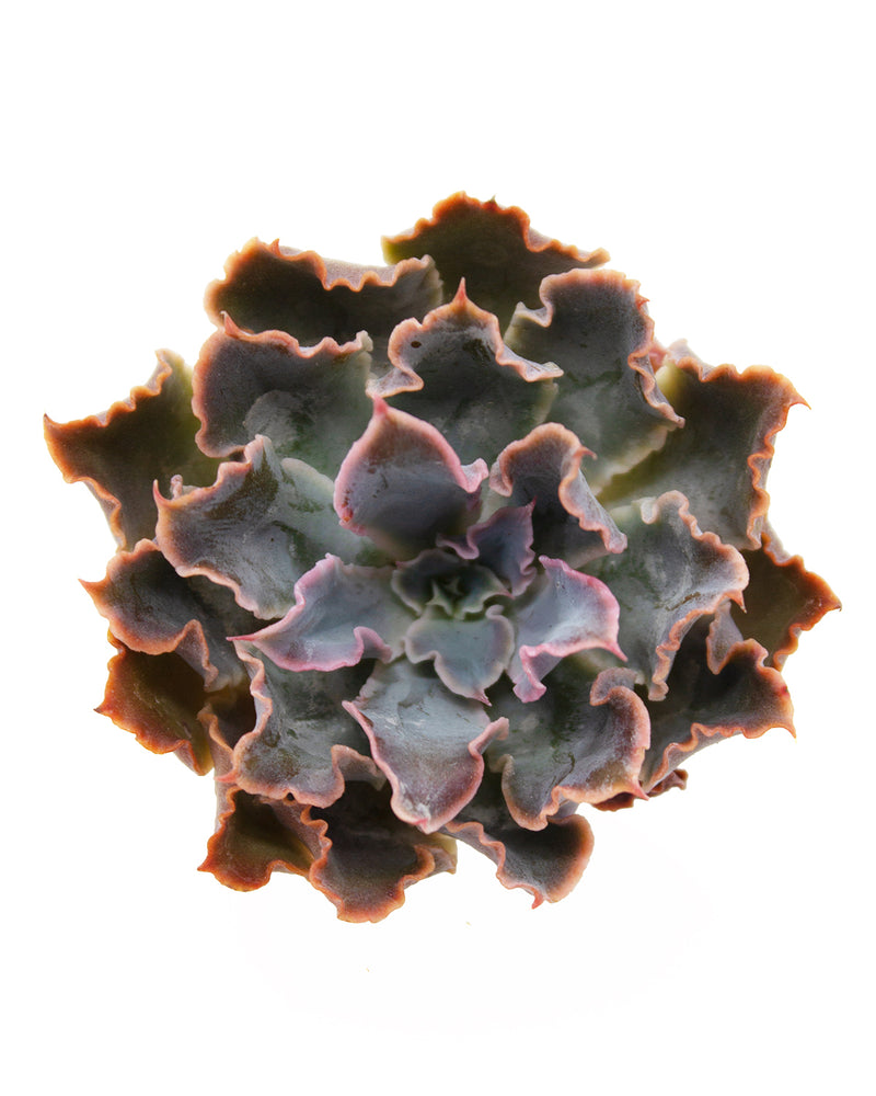 Echeveria Neon Breaker