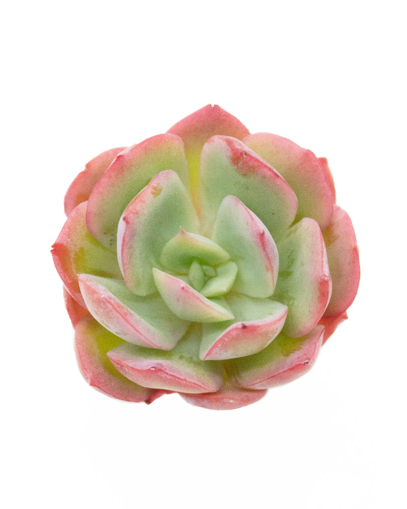 Echeveria Neon Light