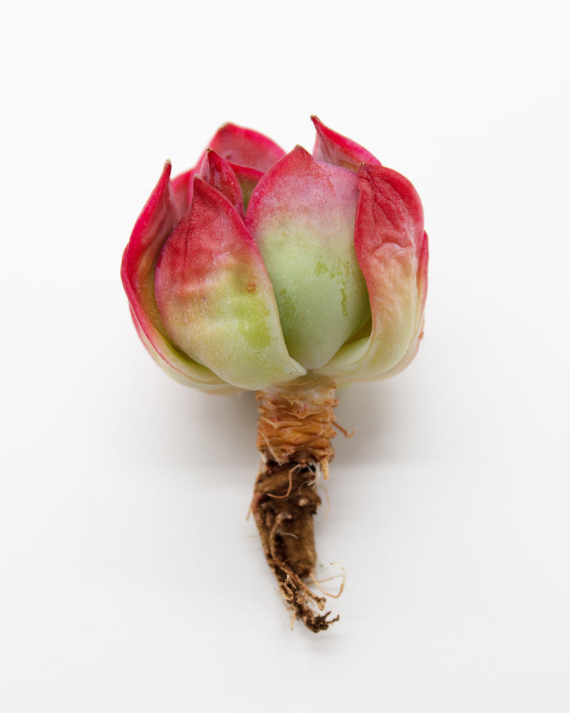 Echeveria Neon Light