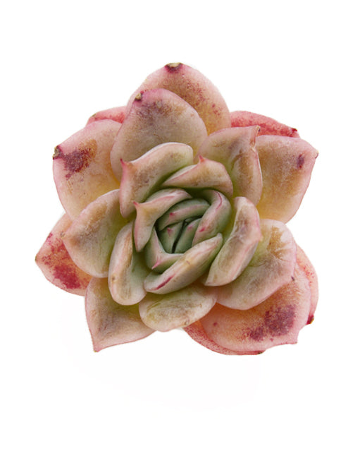 Echeveria Neptune