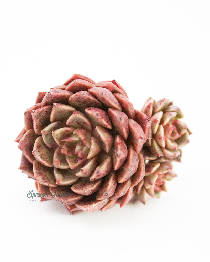 Echeveria Olivia