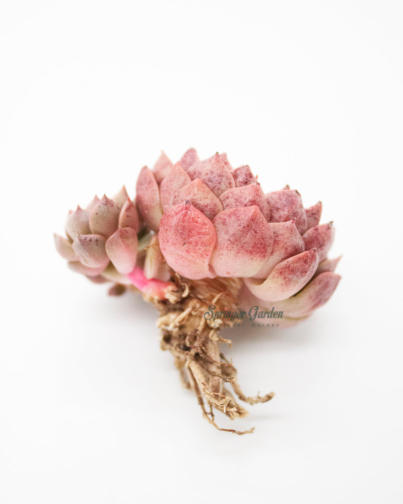 Echeveria Olivia