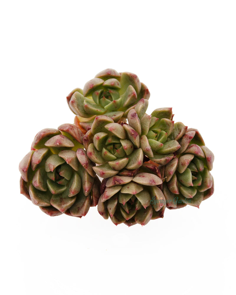 Echeveria Olivia