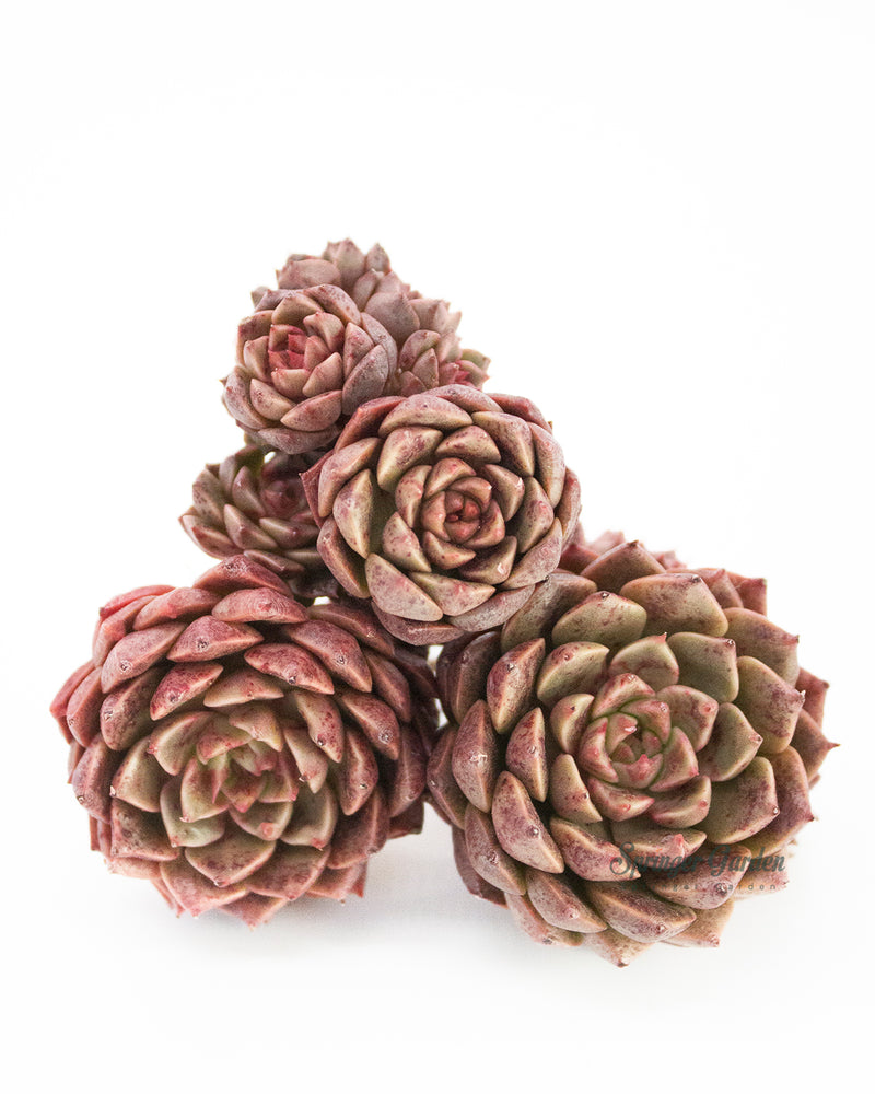 Echeveria Olivia