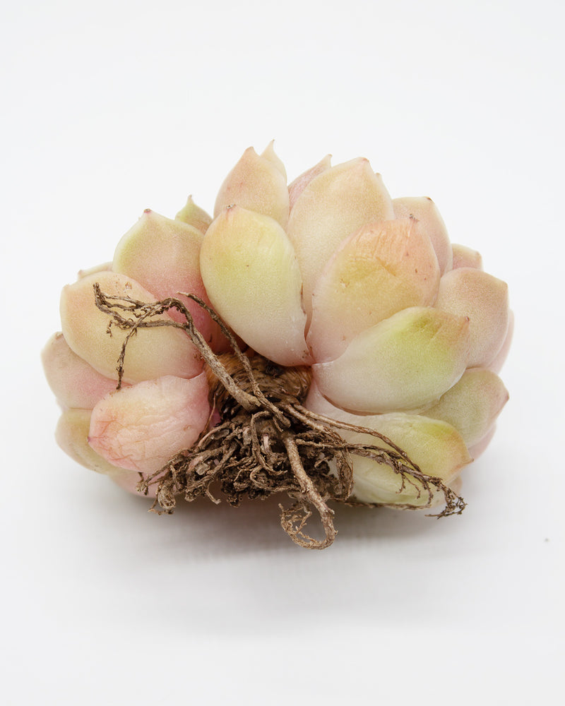 Echeveria Onslow