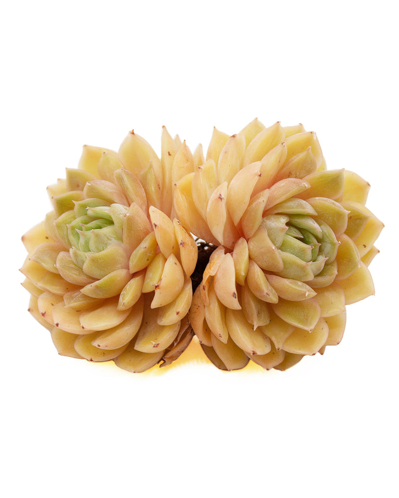 Echeveria Onslow