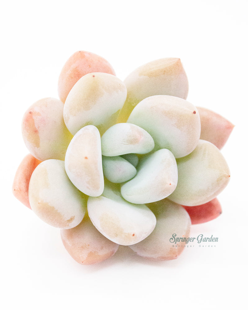 Echeveria Opalina