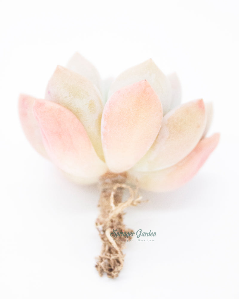 Echeveria Opalina