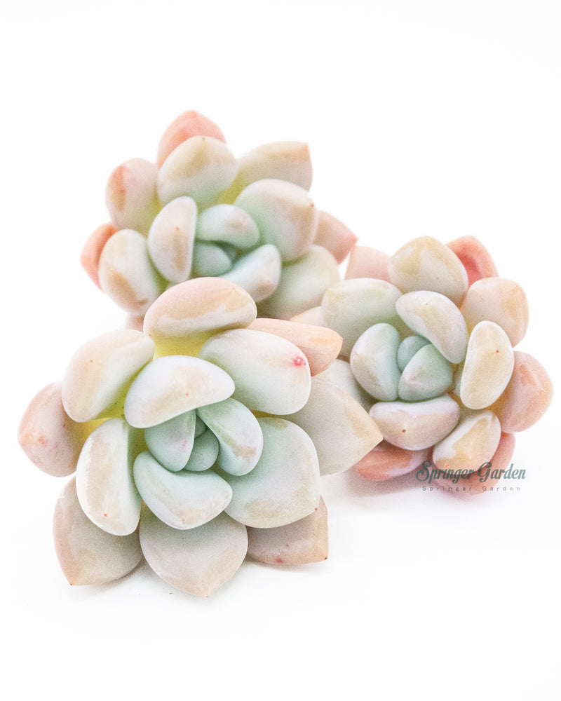 Echeveria Opalina