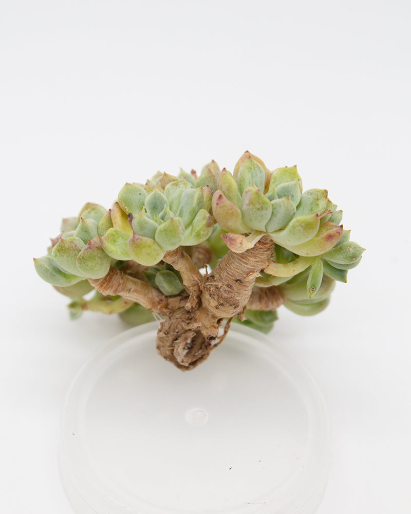 Echeveria Orange Juice