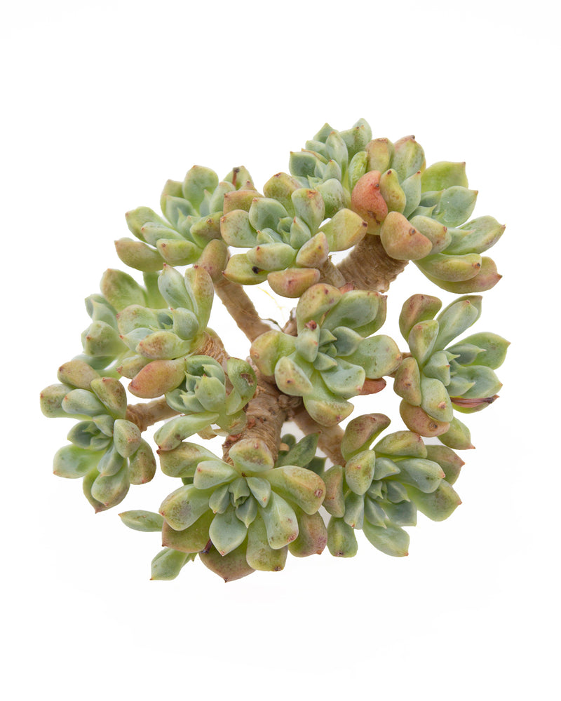 Echeveria Orange Juice