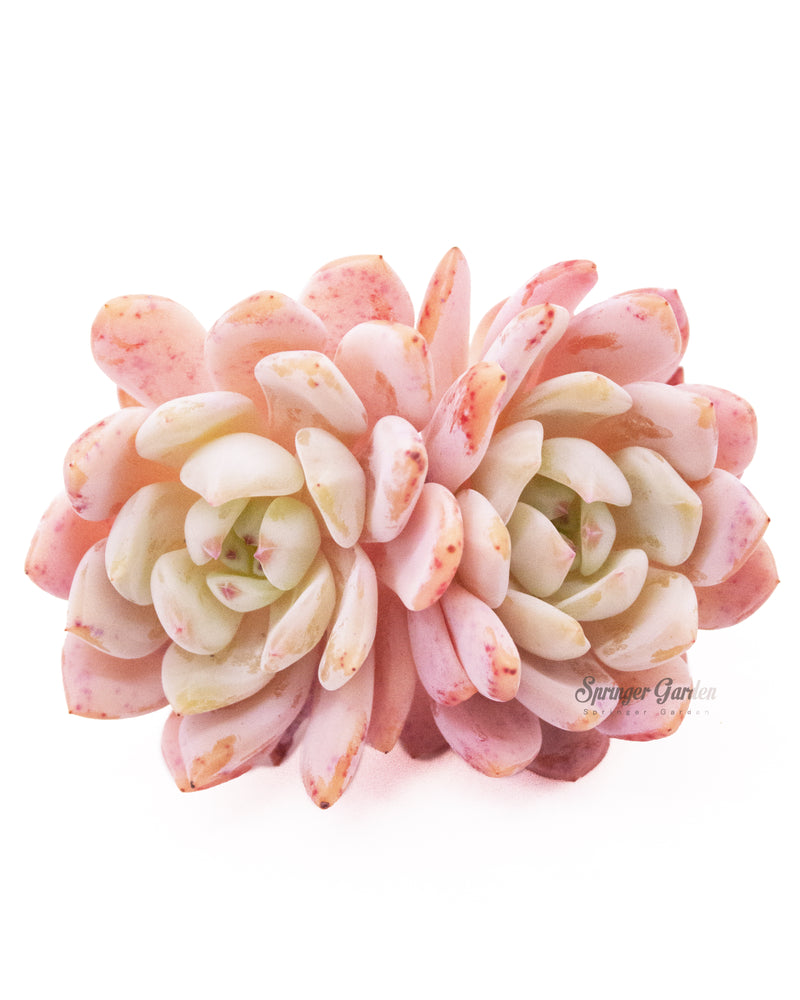Echeveria Orange Monroe - Cluster. Toronto's 5-star Bestseller nursery store selected rare local and Korean succulents; houseplants, indoor plants, selected handmade planters with a drainage hole, produced by ourselves, wholesale. Plant delivery Toronto, GTA, Mississauga, shipping Canada, United States. Pot/Pottery/Handmade/Ceramic/Glazed/Table Decor/Indoor Decor  Edit alt text