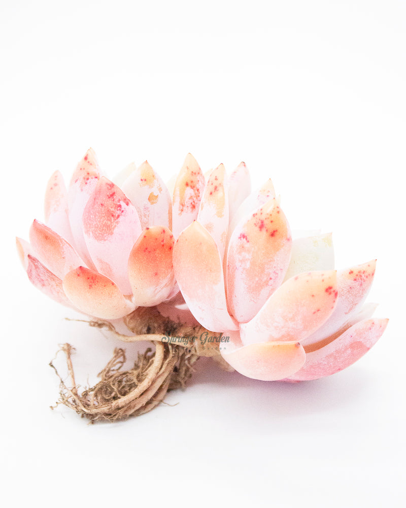 Echeveria Orange Monroe - Cluster. Toronto's 5-star Bestseller nursery store selected rare local and Korean succulents; houseplants, indoor plants, selected handmade planters with a drainage hole, produced by ourselves, wholesale. Plant delivery Toronto, GTA, Mississauga, shipping Canada, United States. Pot/Pottery/Handmade/Ceramic/Glazed/Table Decor/Indoor Decor