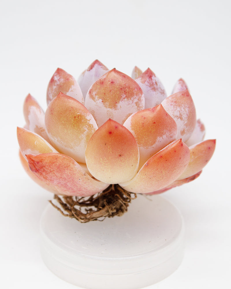 Echeveria Orange Monroe. Toronto's 5-star Bestseller nursery store selected rare local and Korean succulents; houseplants, indoor plants, selected handmade planters with a drainage hole, produced by ourselves, wholesale. Plant delivery Toronto, GTA, Mississauga, shipping Canada, United States. Pot/Pottery/Handmade/Ceramic/Glazed/Table Decor/Indoor Decor