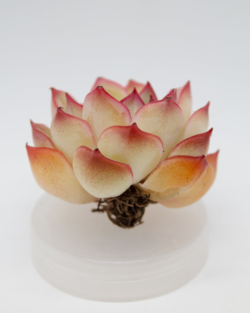 Echeveria Orion