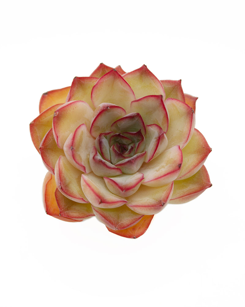 Echeveria Orion