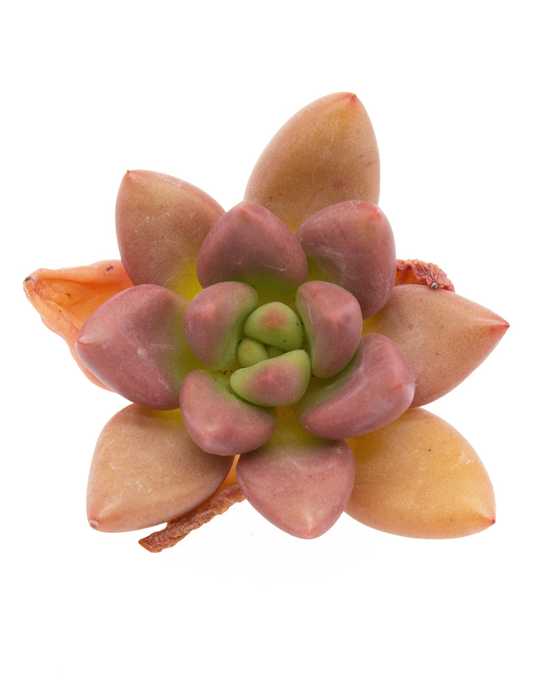 Echeveria Peach Garden