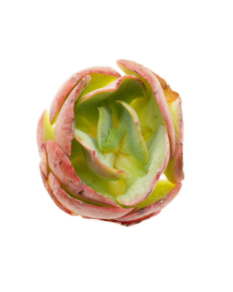 Echeveria Peach Pride