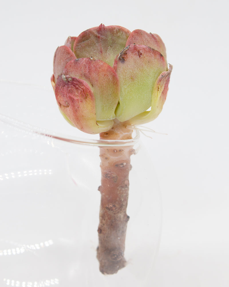 Echeveria Peach Pride