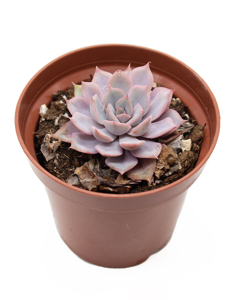 Echeveria Peacockii 'Desmetiana'