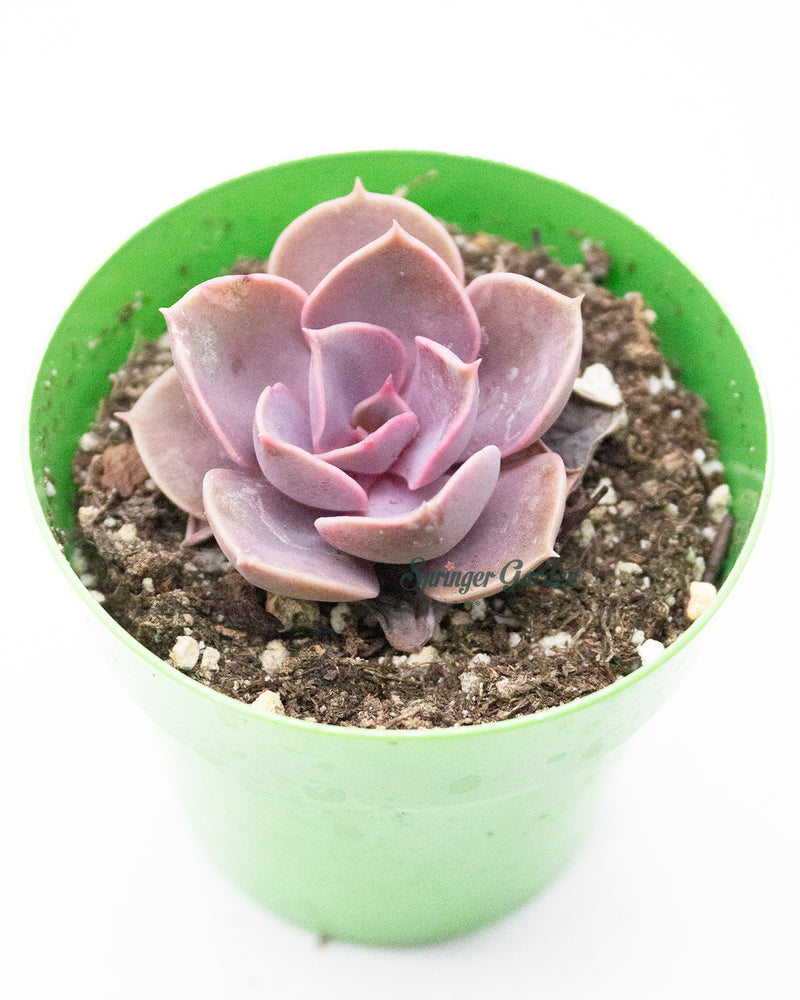 Echeveria Pearl of Nuremberg