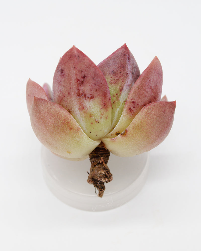 Echeveria Pink Champagne