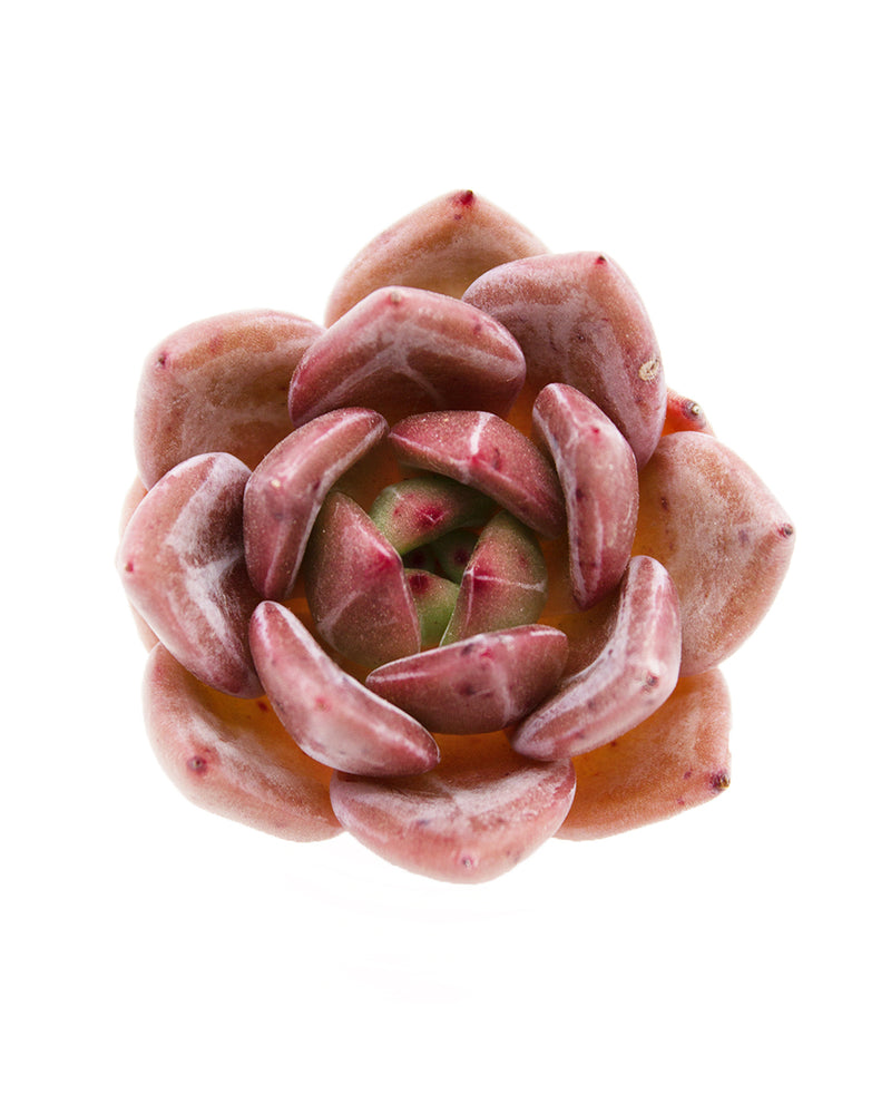 Echeveria Pink Champagne