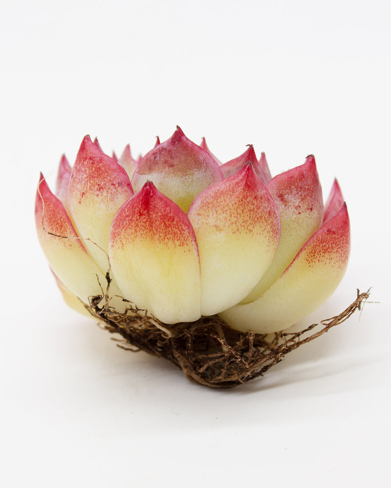 Echeveria Pink Crystal