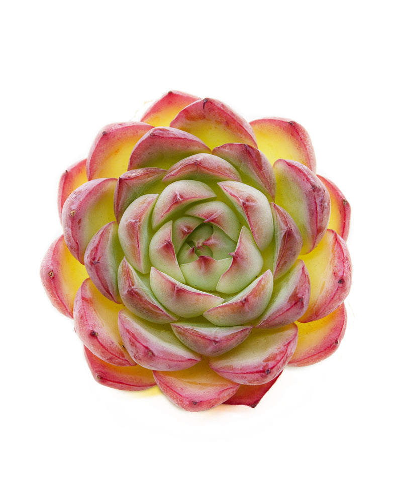 Echeveria Pink Crystal